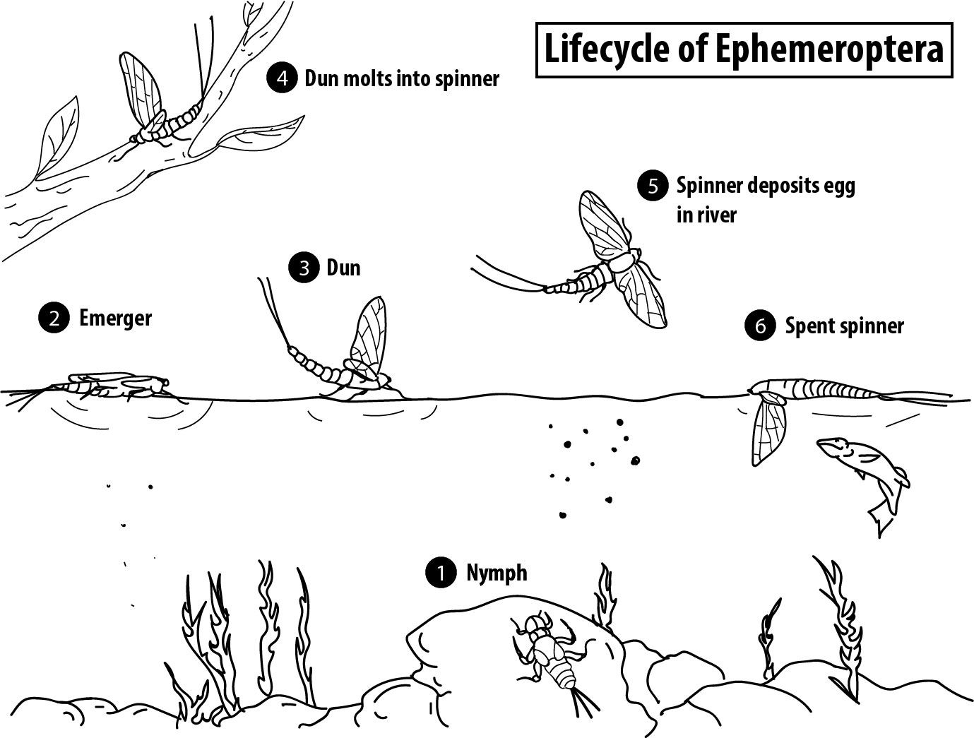 Stonefly Life Cycle | vlr.eng.br